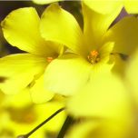 video di natura