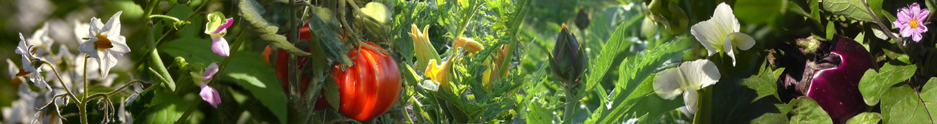 cure naturali
