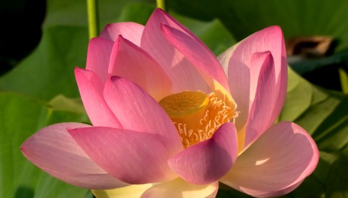 LOTUS FLOWERS2 clip 4 meditazione