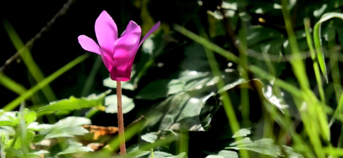 OFFICINALI Ciclamino1