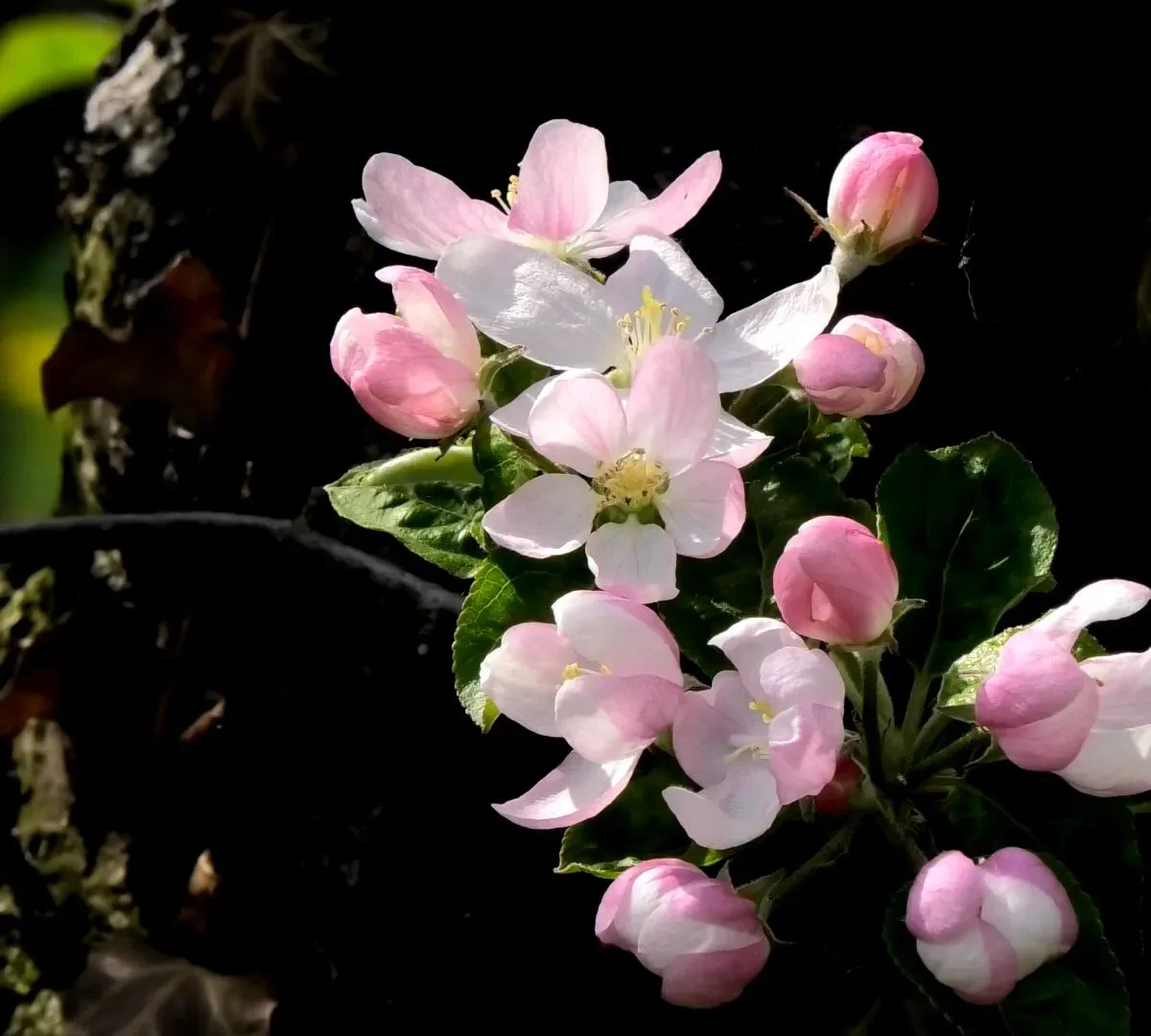 CRAB APPLE clip 1 esperienze immersive natura digitale
