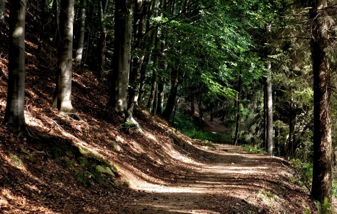 WOODLAND WALK3 clip 2 esperienze immersive in natura