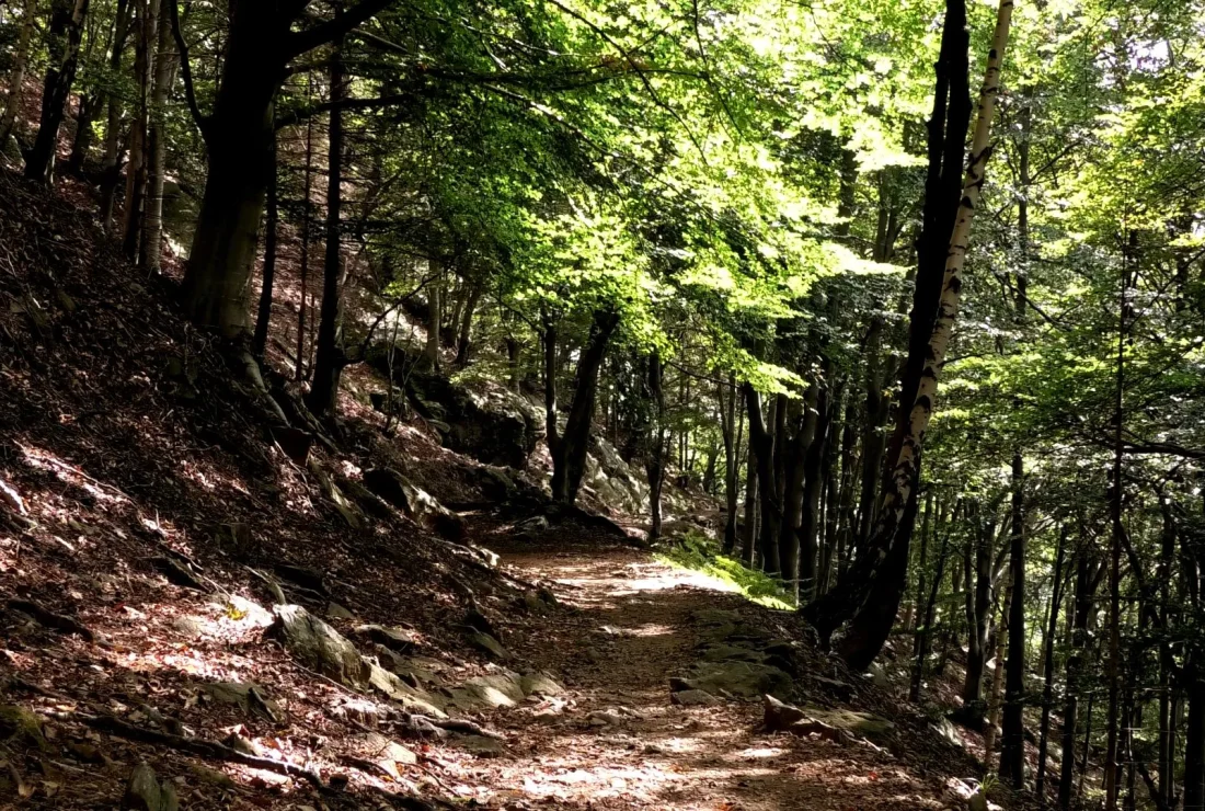 WOODLAND WALK3 clip 6 esperienze immersive nella natura