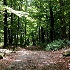 forest bathing