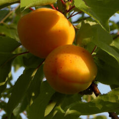 frutto-alamar
