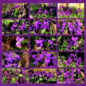 piante officinali