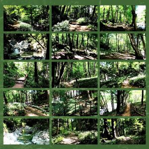 terapia forestale