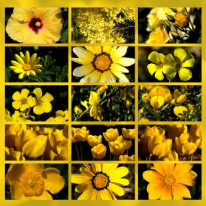 fiori gialli