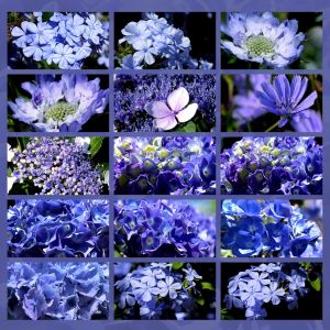 indigo blue flowers 2 ridotto fiori indaco blu