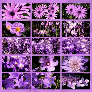 lilac flowers ridotto cromoterapia