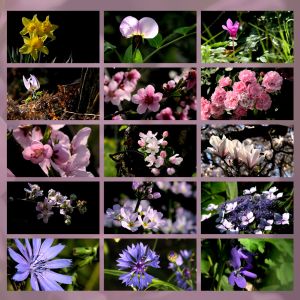 country flowers 2 video rilassanti