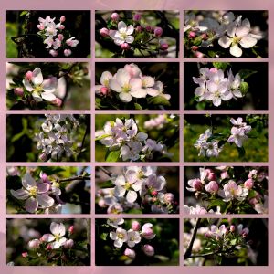 crab apple fiori di Bach