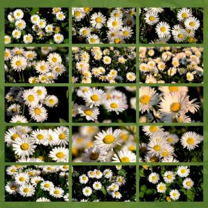 fiori