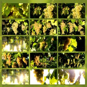 video natura rilassanti