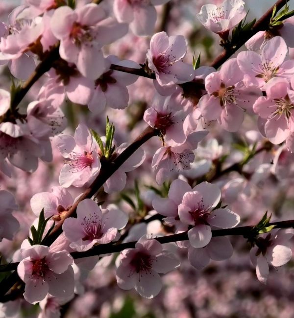 FIORI DI PESCO3 clip 2 natura rilassante