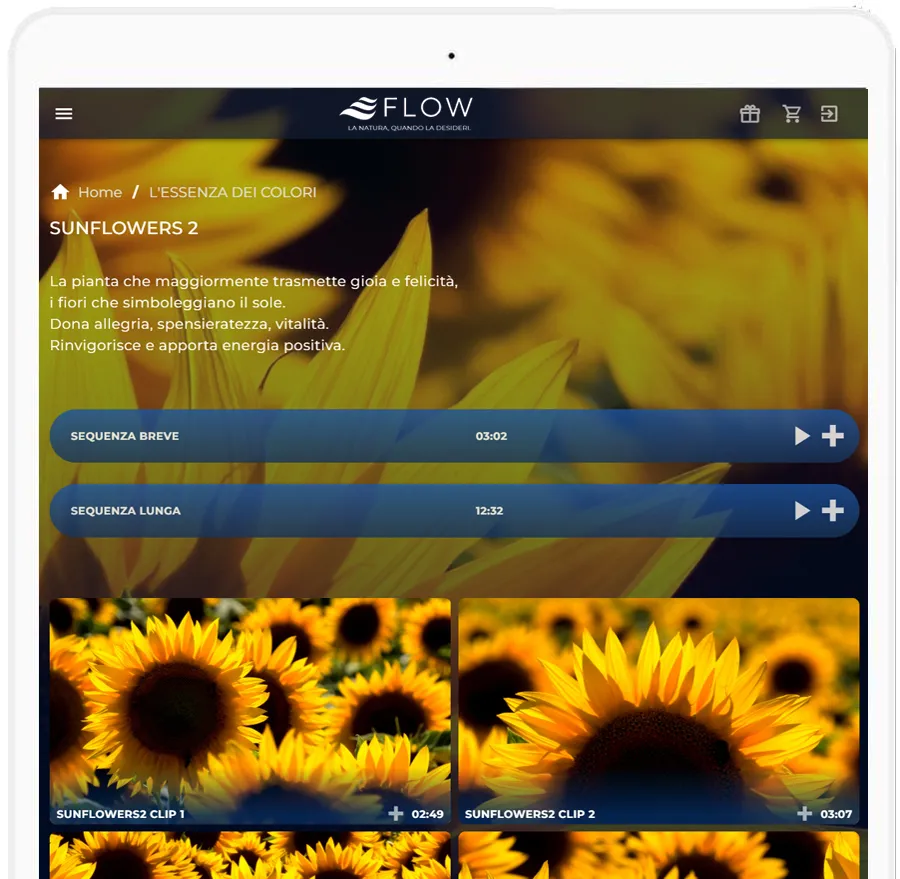 FLOW I colori - girasoli video rigeneranti