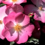 fiore empatia
