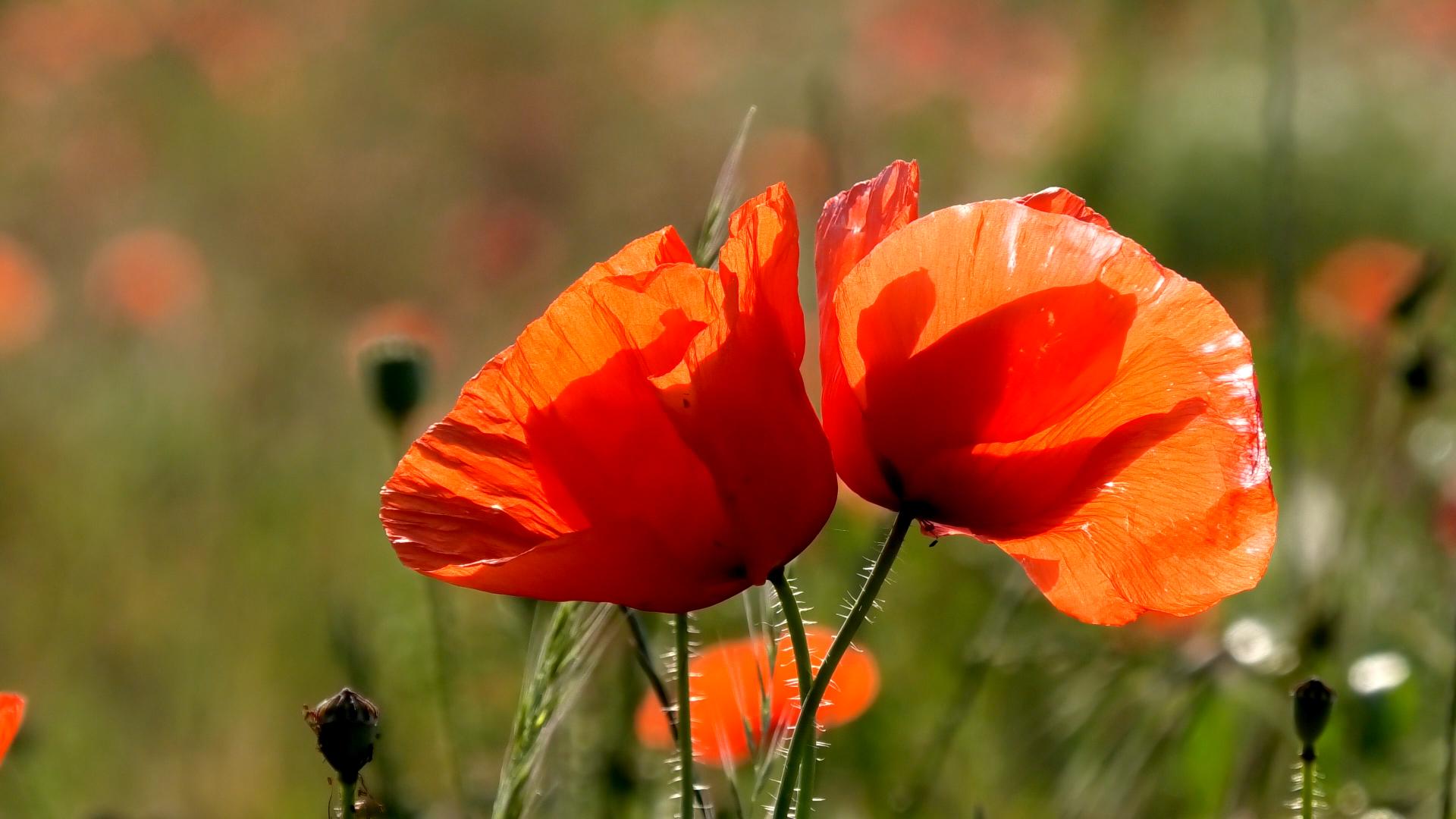 RED POPPIES2 clip 12 fiori papaveri