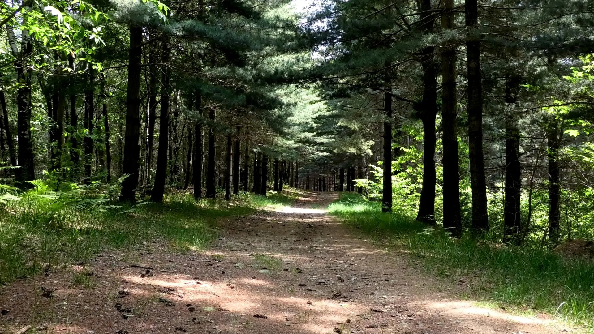 WOODLAND WALK clip 1 biofilia