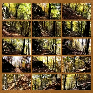 forest bathing