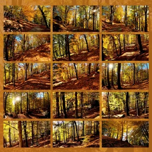 forest bathing