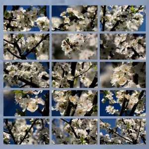 fiori di Bach