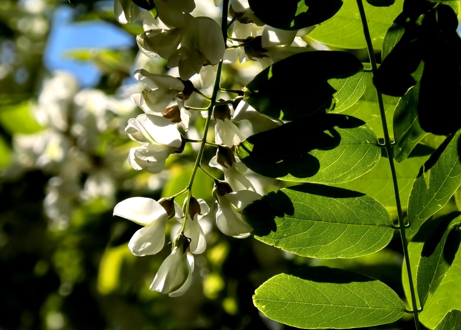 natura rilassante