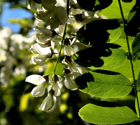 ACACIA FLOWERS clip 1 natura rilassante
