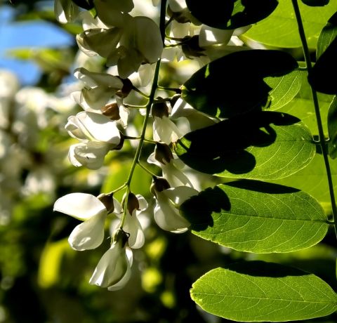ACACIA FLOWERS clip 1 natura rilassante
