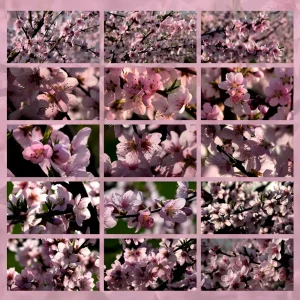 cromoterapia colore rosa