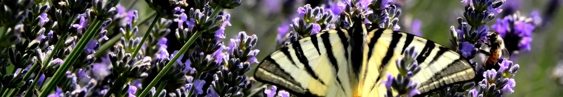 immagini fiori