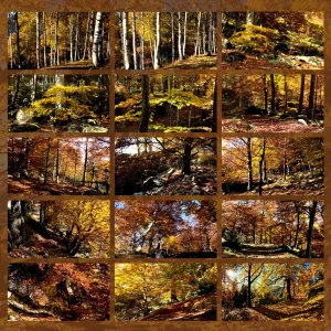 forest bathing