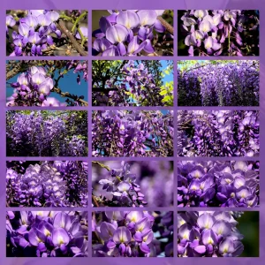 video natura rilassante