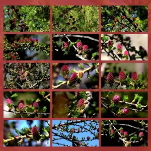 fiori di Bach
