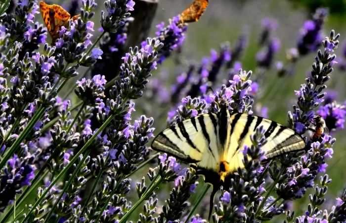 farfalla lavanda