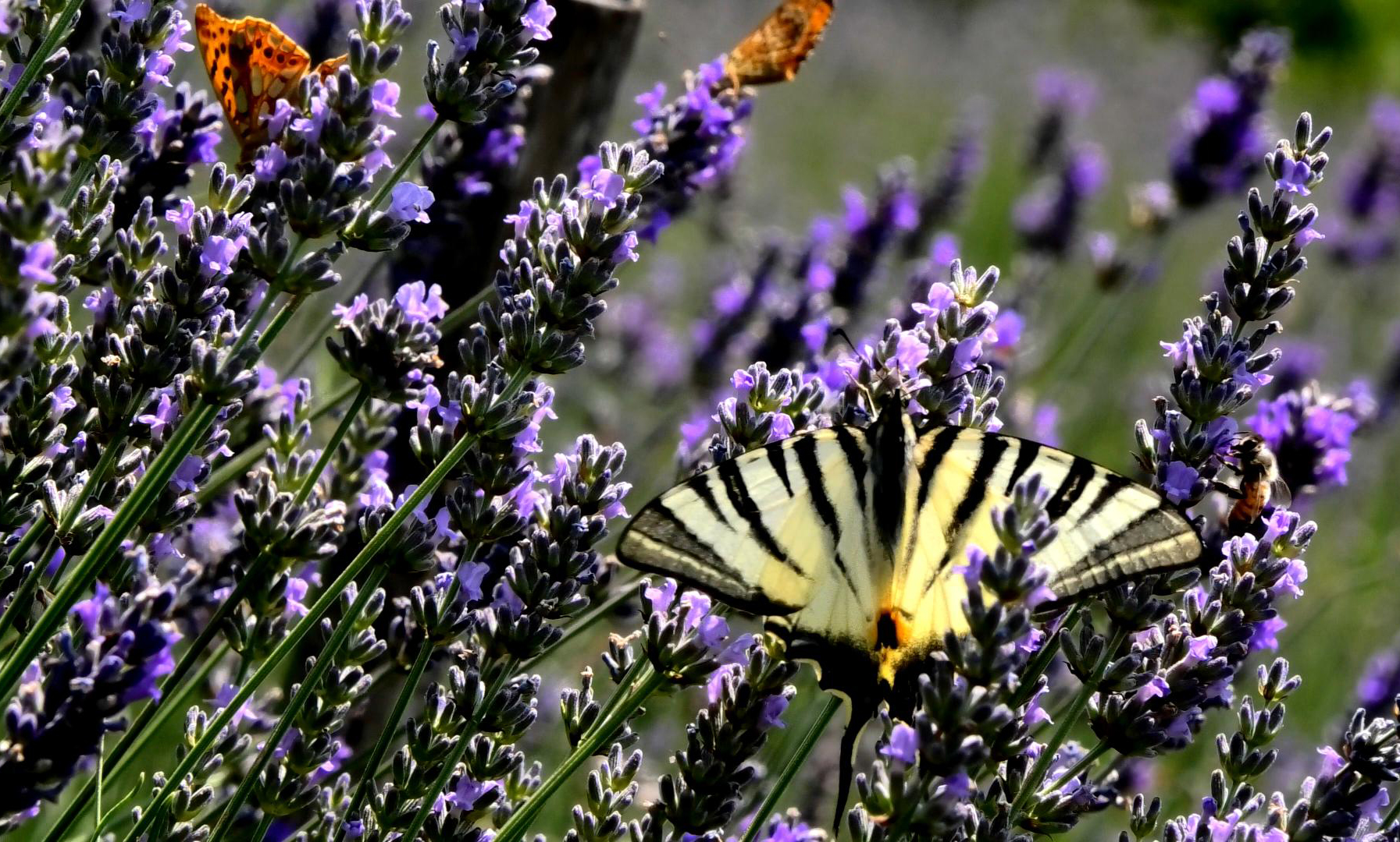 lavanda rilassamento