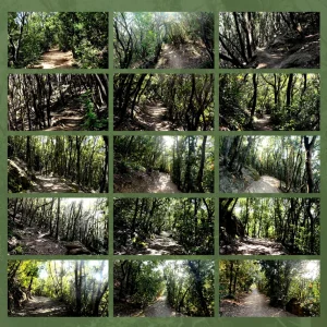 terapia forestale
