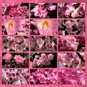 cromoterapia colore rosa