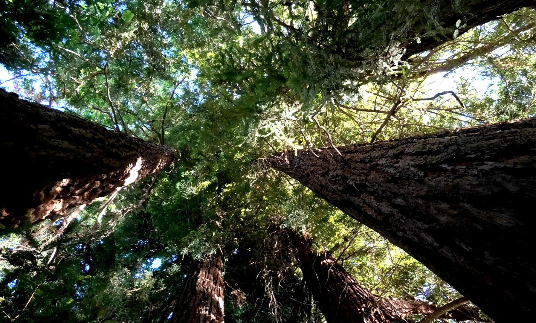 sequoie