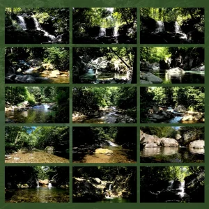 forest bathing