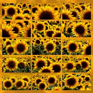 video girasoli