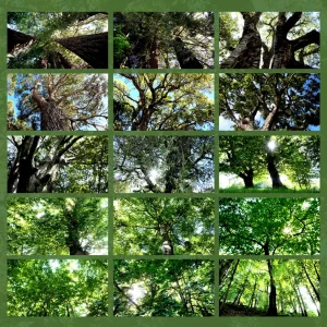 video natura