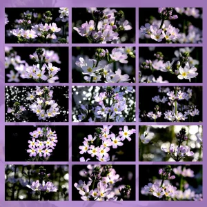 fiori di Bach