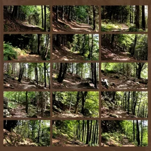 forest bathing