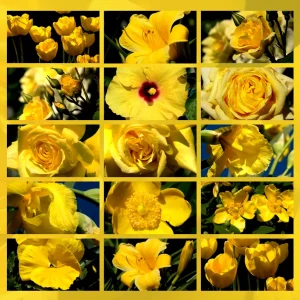 fiori gialli