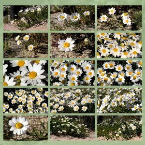 sea chamomile esperienze immersive in natura