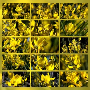 colore giallo