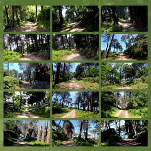 mediterranean walk 2 forest bathing